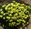 Dionysia diapensifolia